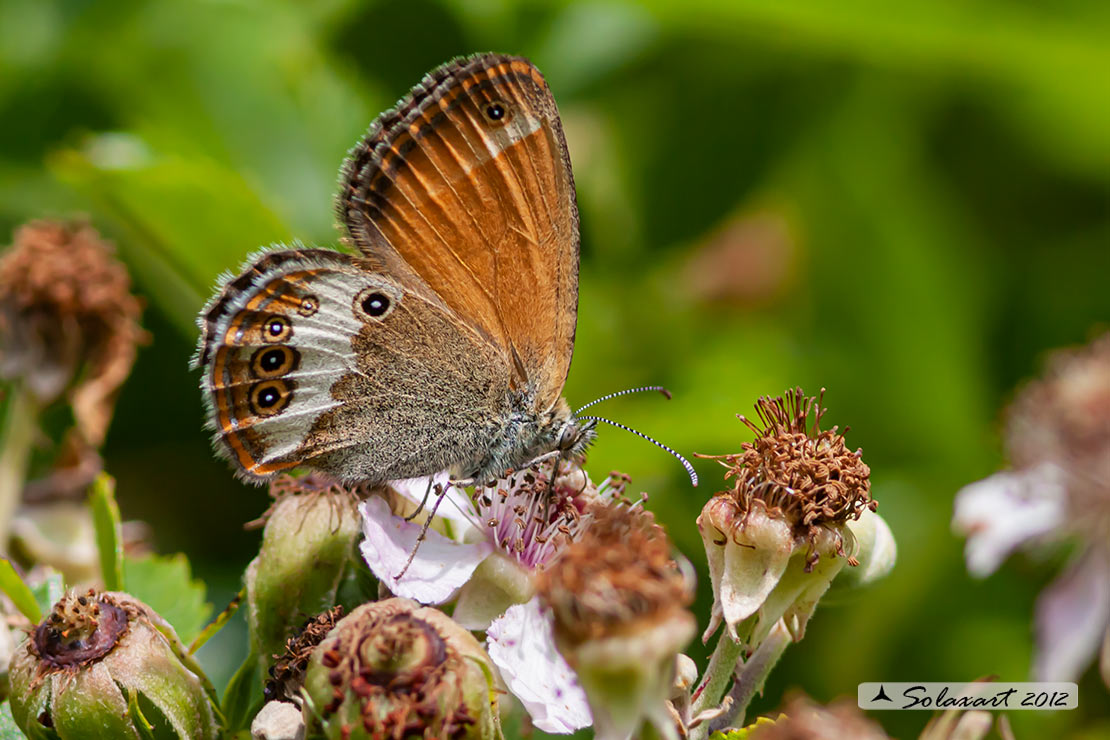 Coenonympha arcania  - Arcania  - Pearly Heath 