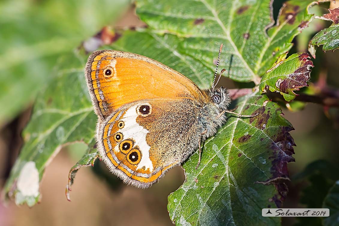 Coenonympha arcania   -   (Arcania  - Pearly Heath)   