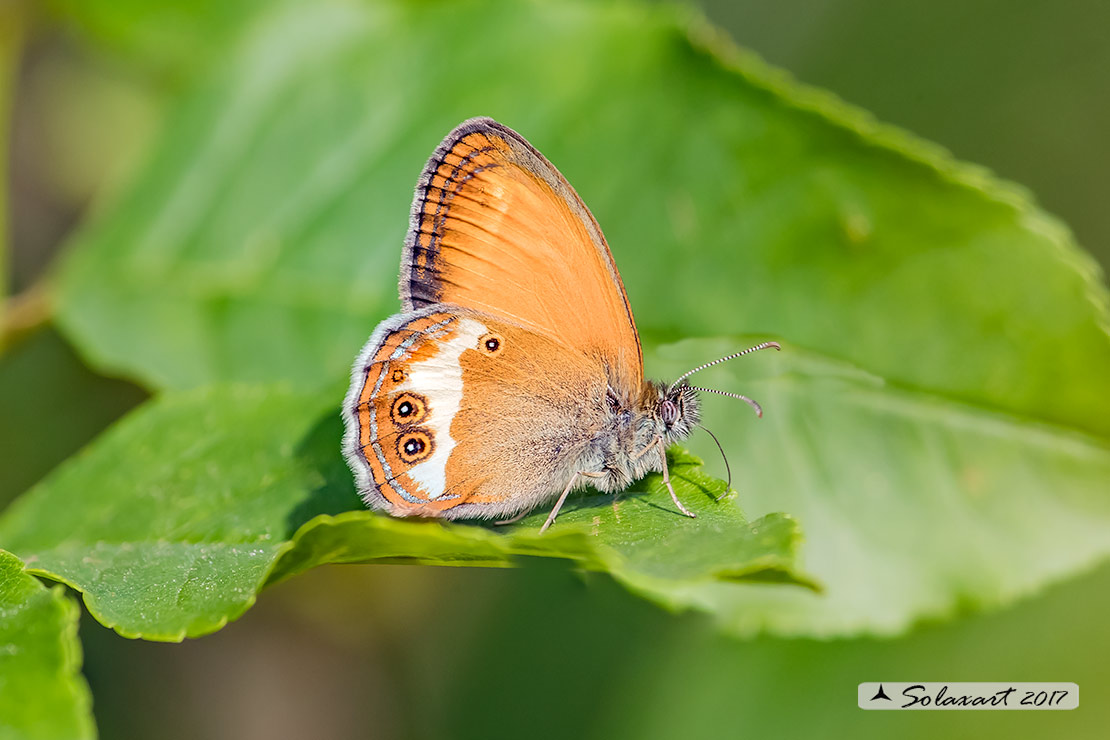 Coenonympha arcania:    Arcania  ;   Pearly Heath    