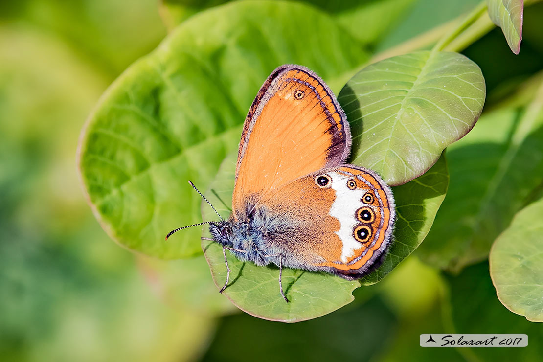 Coenonympha arcania:    Arcania  ;   Pearly Heath    