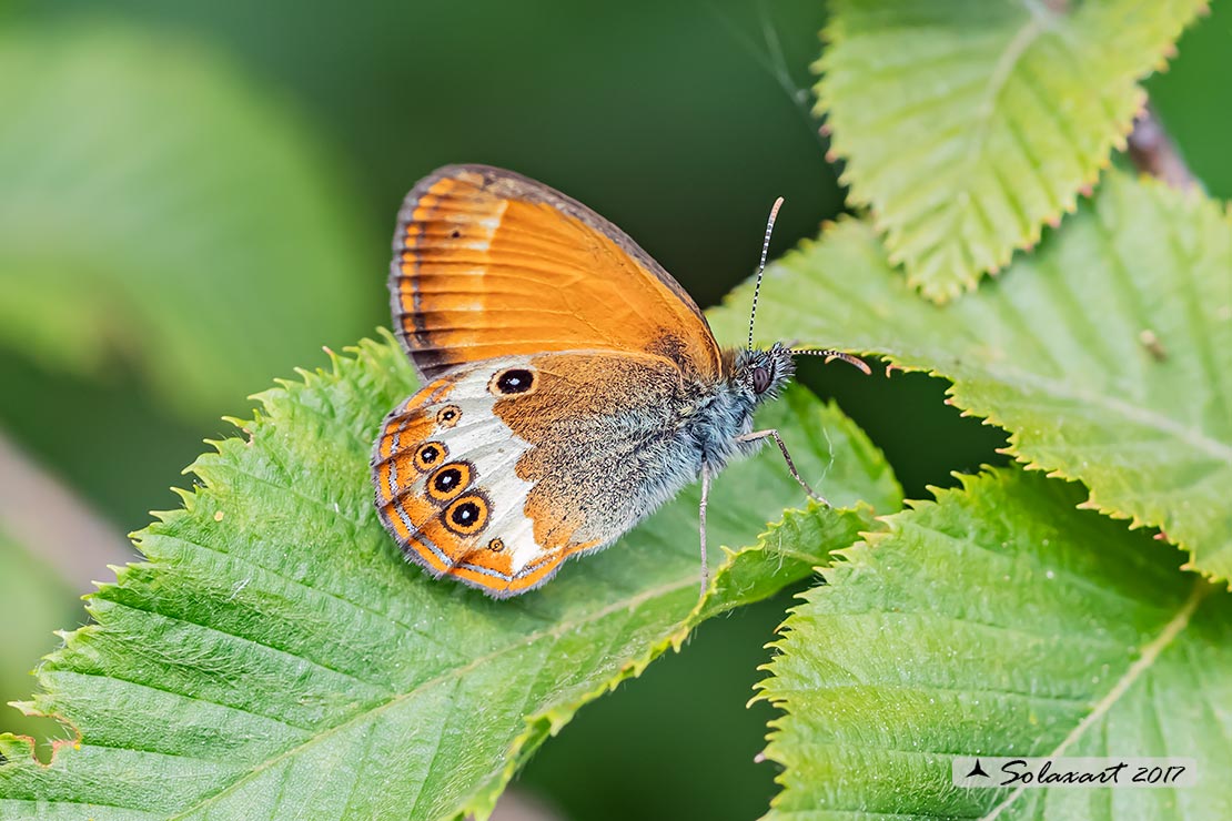 Coenonympha arcania:    Arcania  ;   Pearly Heath    