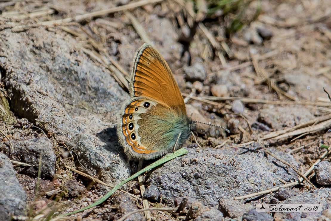 Coenonympha arcania:    Arcania  ;   Pearly Heath    