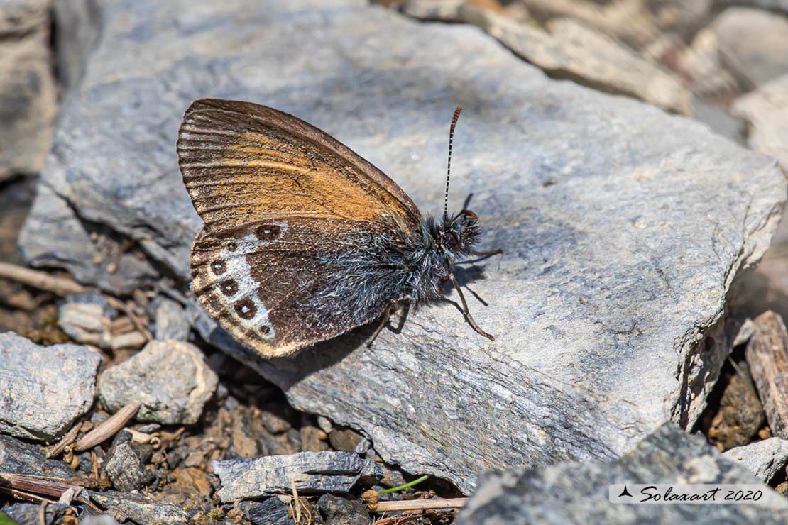 Coenonympha darwiniana - famiglia  Nymphalidae 