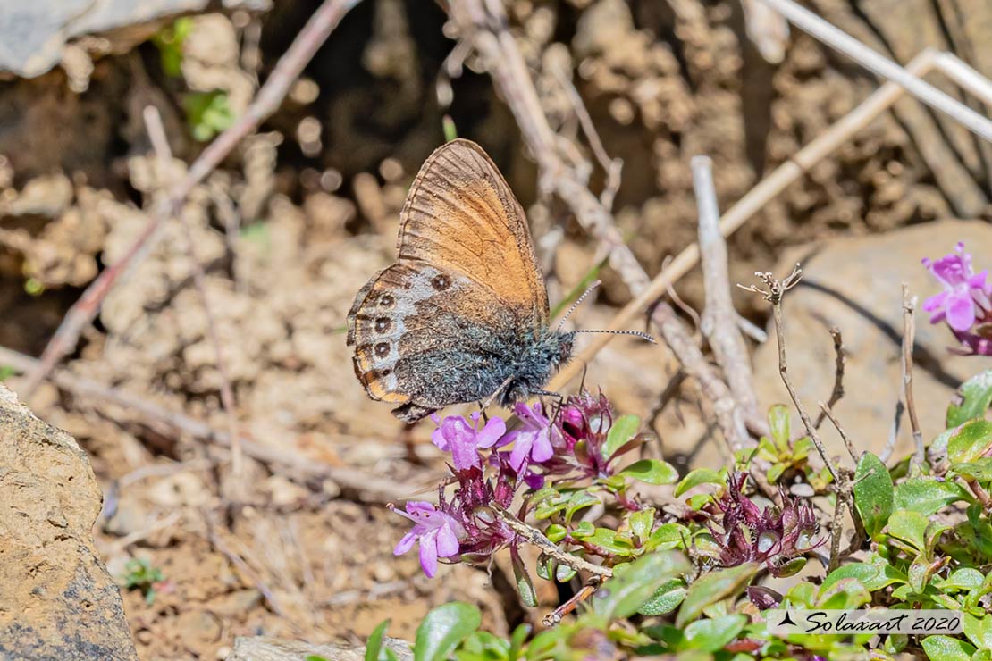 Coenonympha darwiniana - famiglia  Nymphalidae 