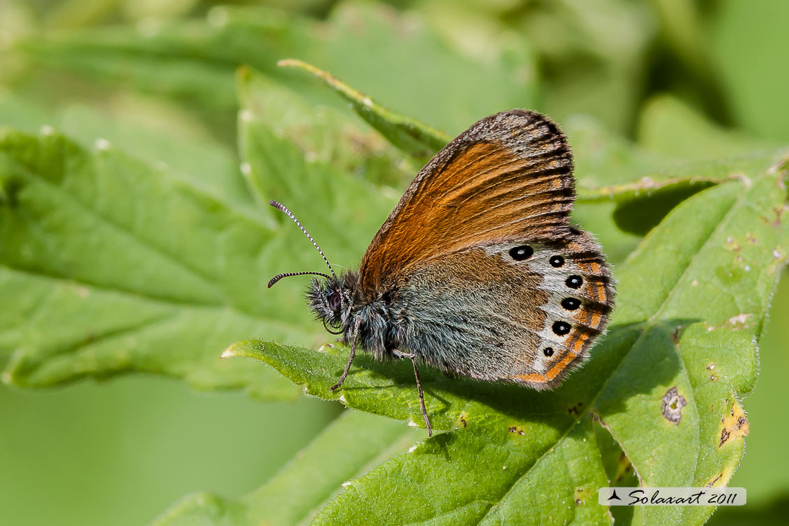 Coenonympha gardetta - famiglia  Nymphalidae 