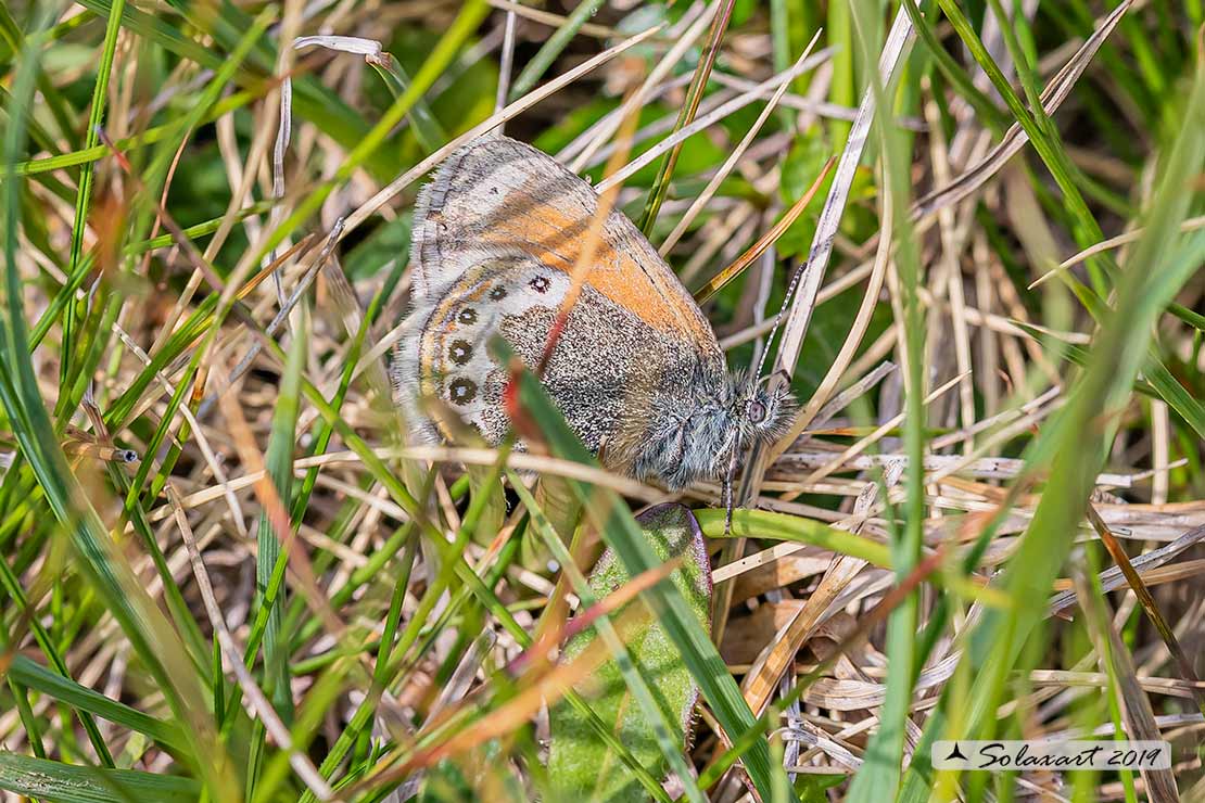 Coenonympha gardetta - famiglia  Nymphalidae 