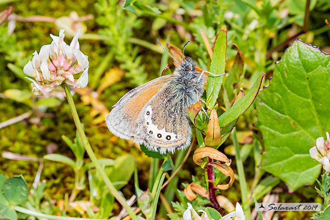 Coenonympha gardetta - famiglia  Nymphalidae 