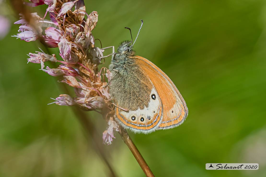 Coenonympha gardetta - famiglia  Nymphalidae 