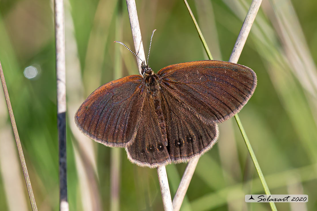 Coenonympha oedippus  