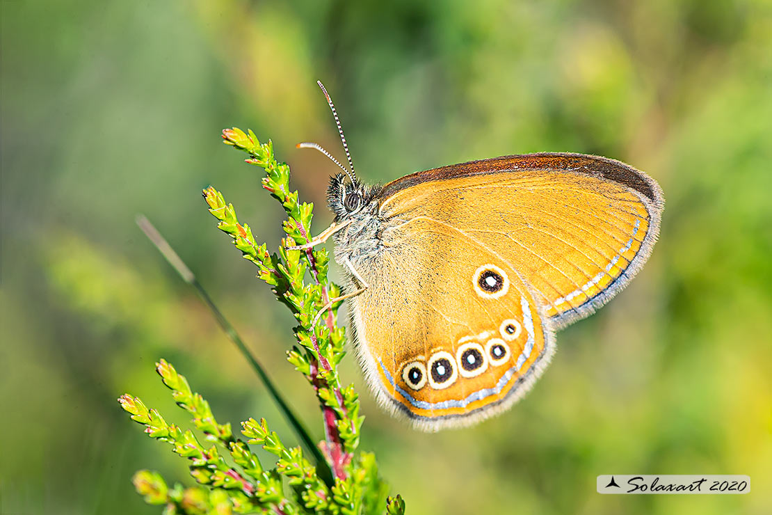 Coenonympha oedippus  