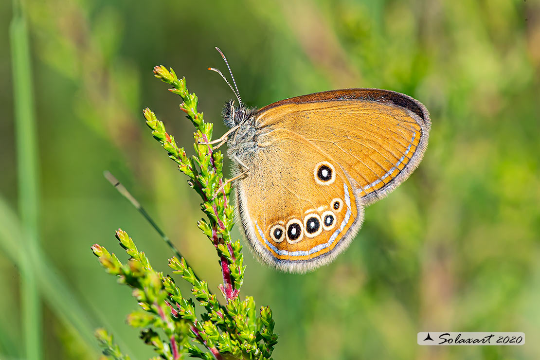 Coenonympha oedippus  