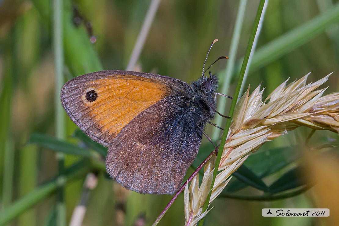 Coenonympha pamphilus