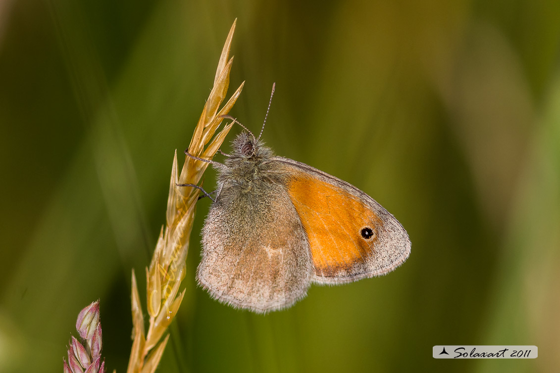 Coenonympha pamphilus