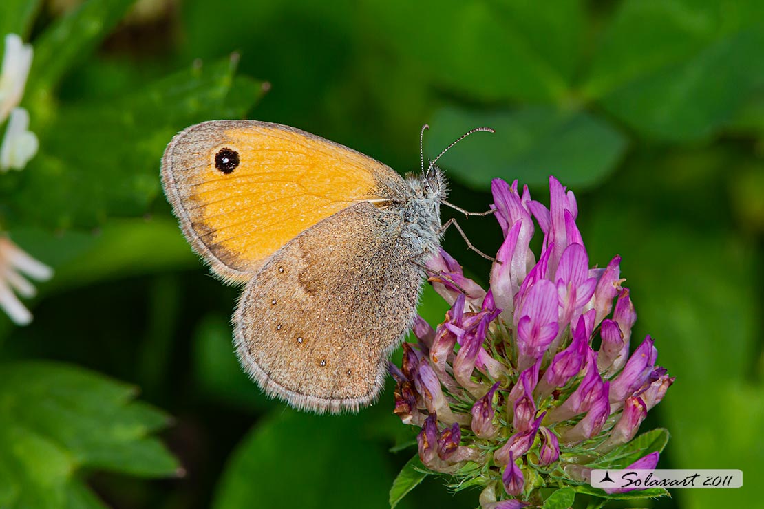 Coenonympha pamphilus