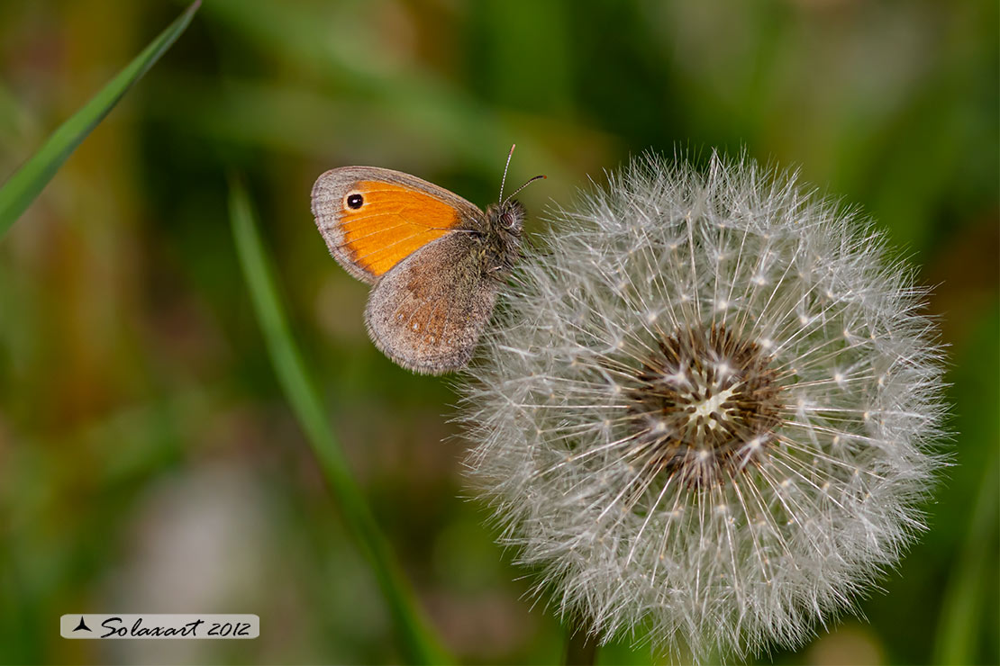 Coenonympha pamphilus