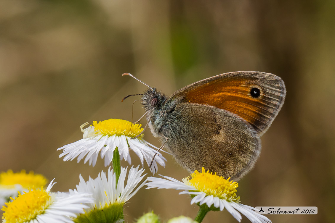 Coenonympha pamphilus