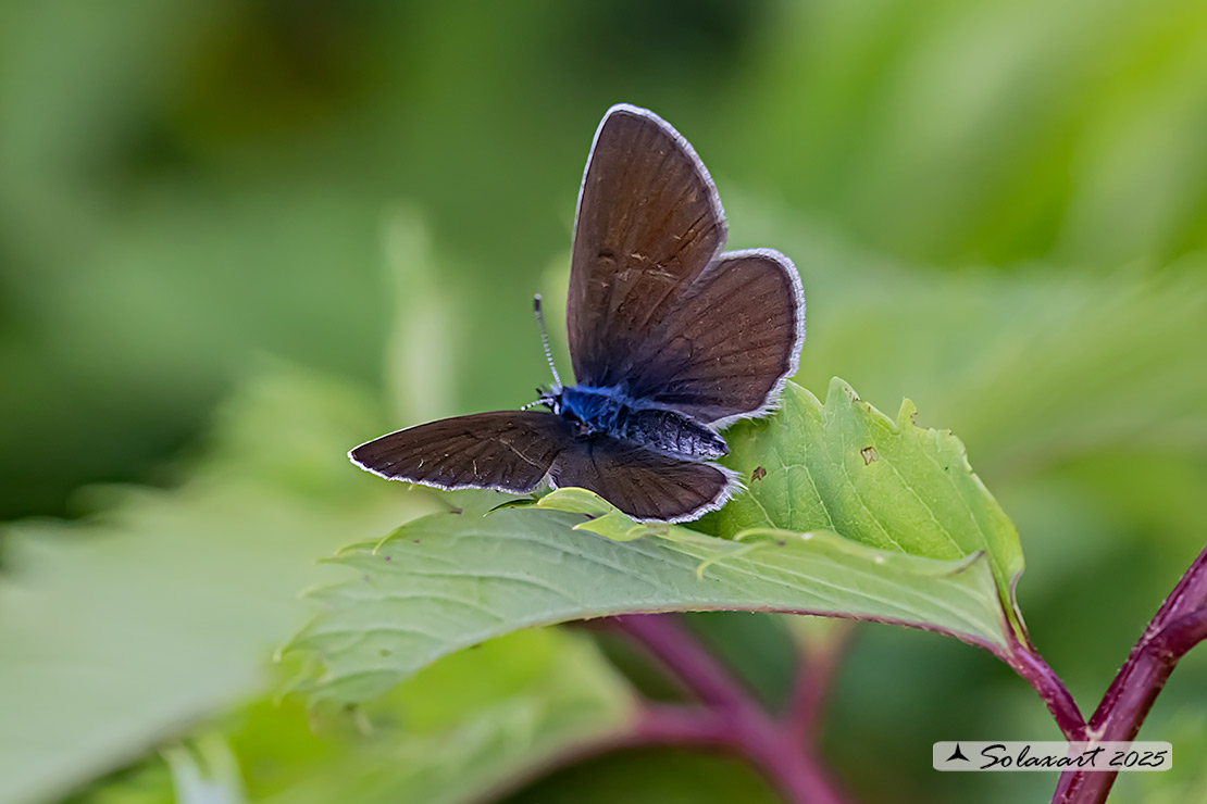 Cupido minimus   (femmina)  