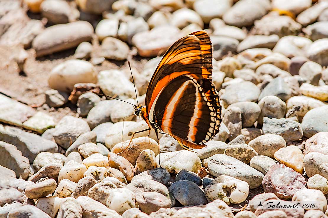 Dryadula phaetusa - Banded orange heliconian