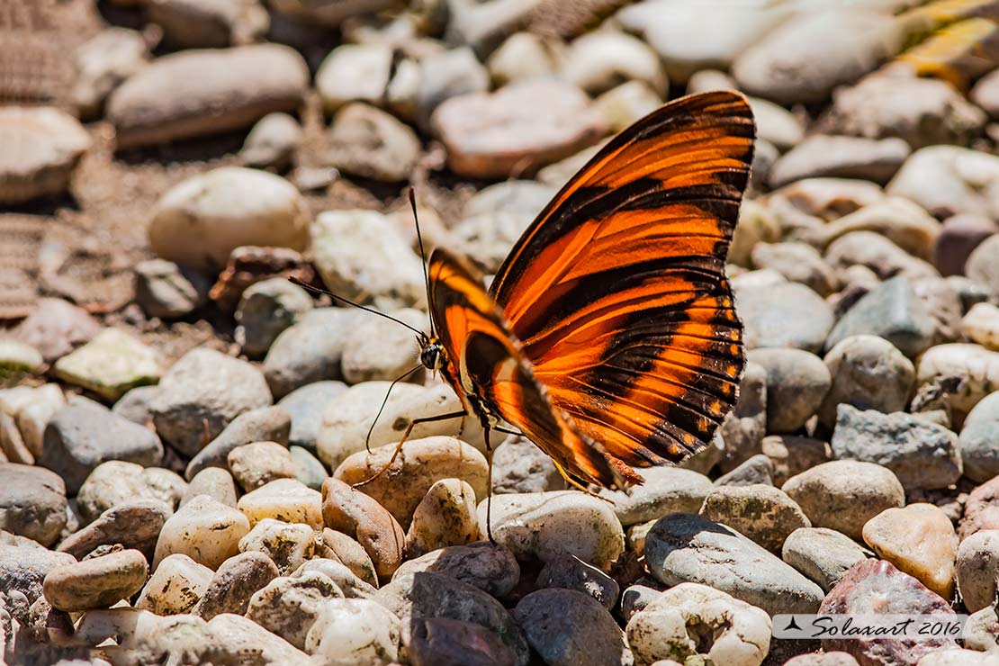 Dryadula phaetusa - Banded orange heliconian