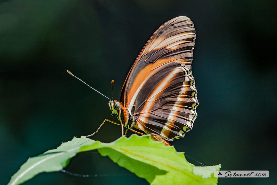 Dryadula phaetusa - Banded orange heliconian