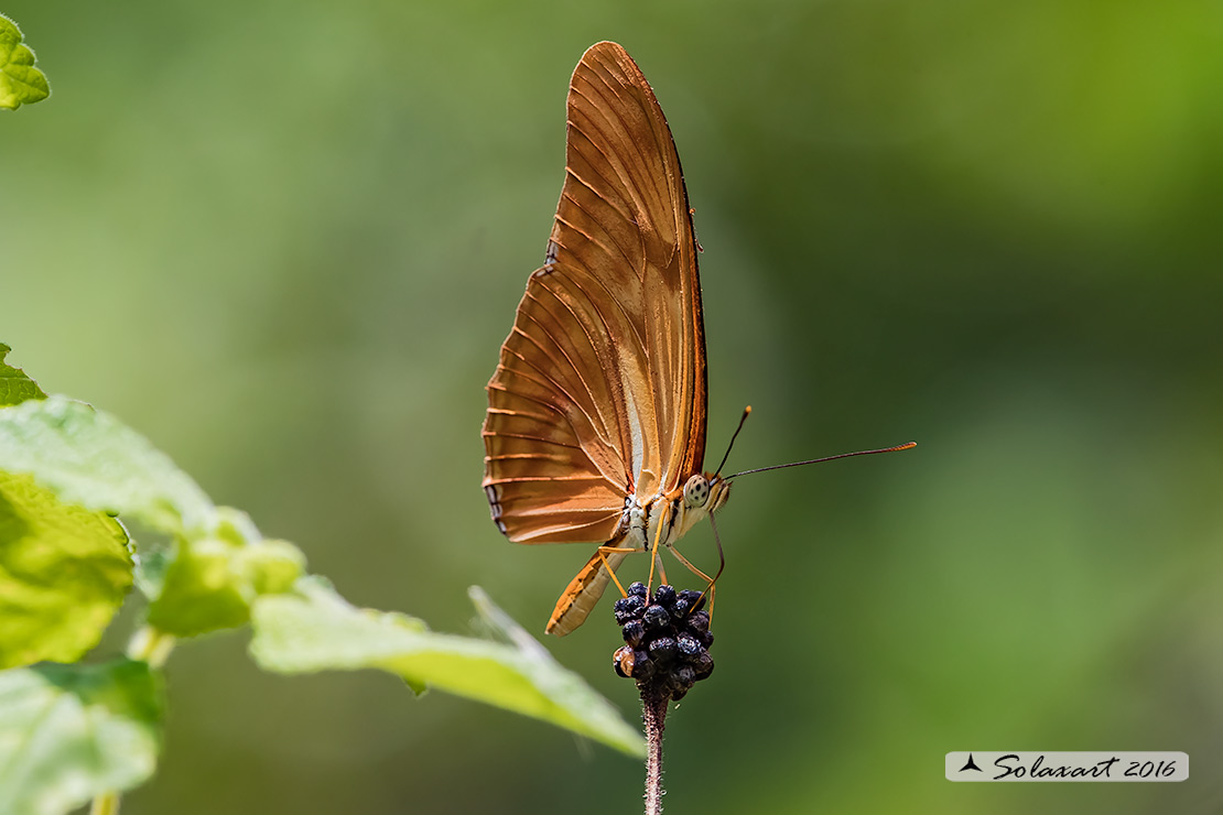 Dryas iulia - Julia Heliconian