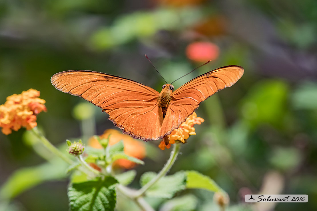 Dryas iulia - Julia Heliconian