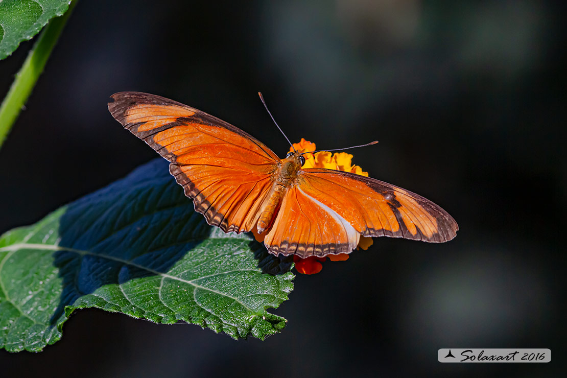 Dryas iulia - Julia Heliconian