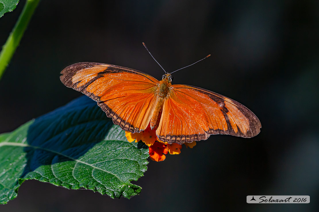 Dryas iulia - Julia Heliconian