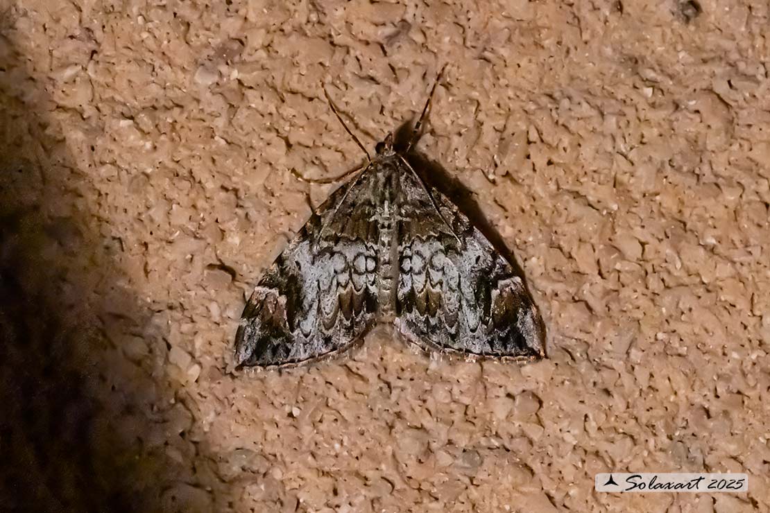 Dysstroma citrata - Dark marbled carpet