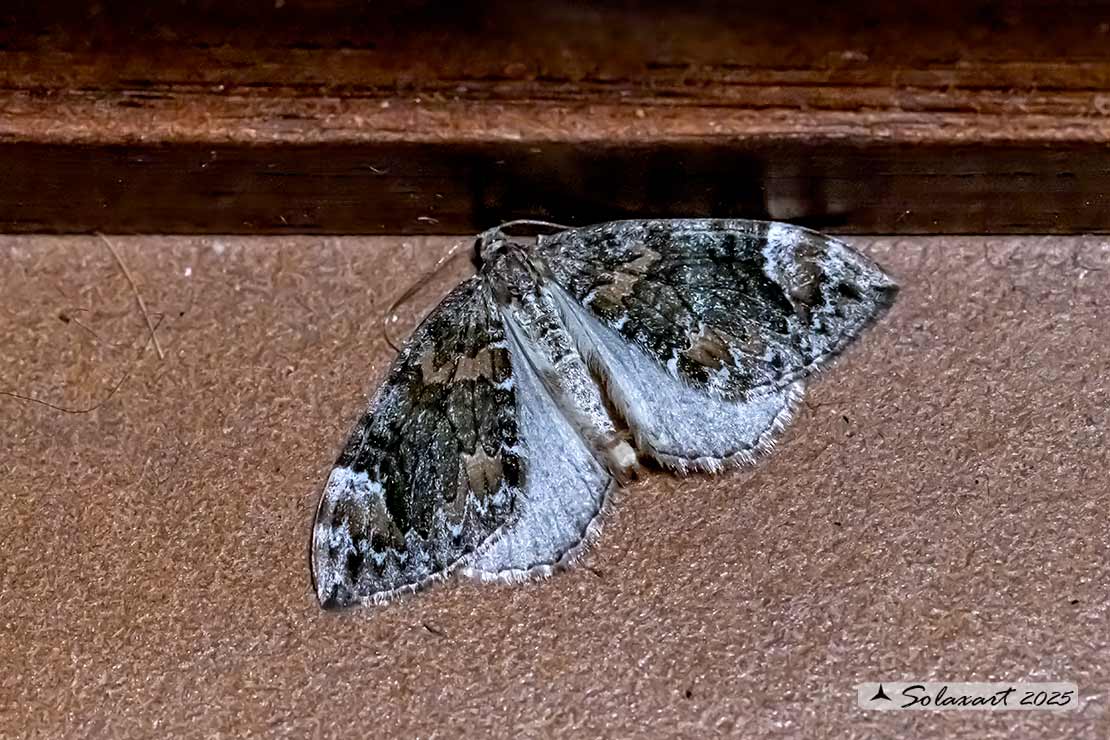 Dysstroma citrata - Dark marbled carpet