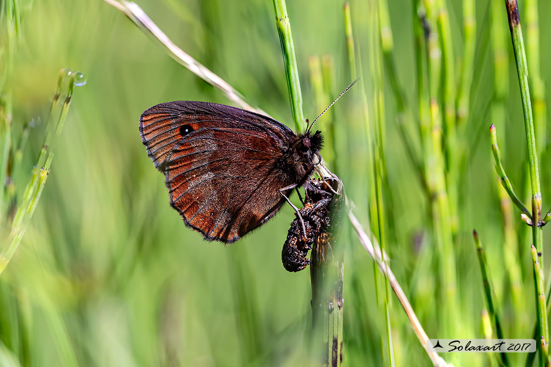 Erebia aethiops: Scotch argus