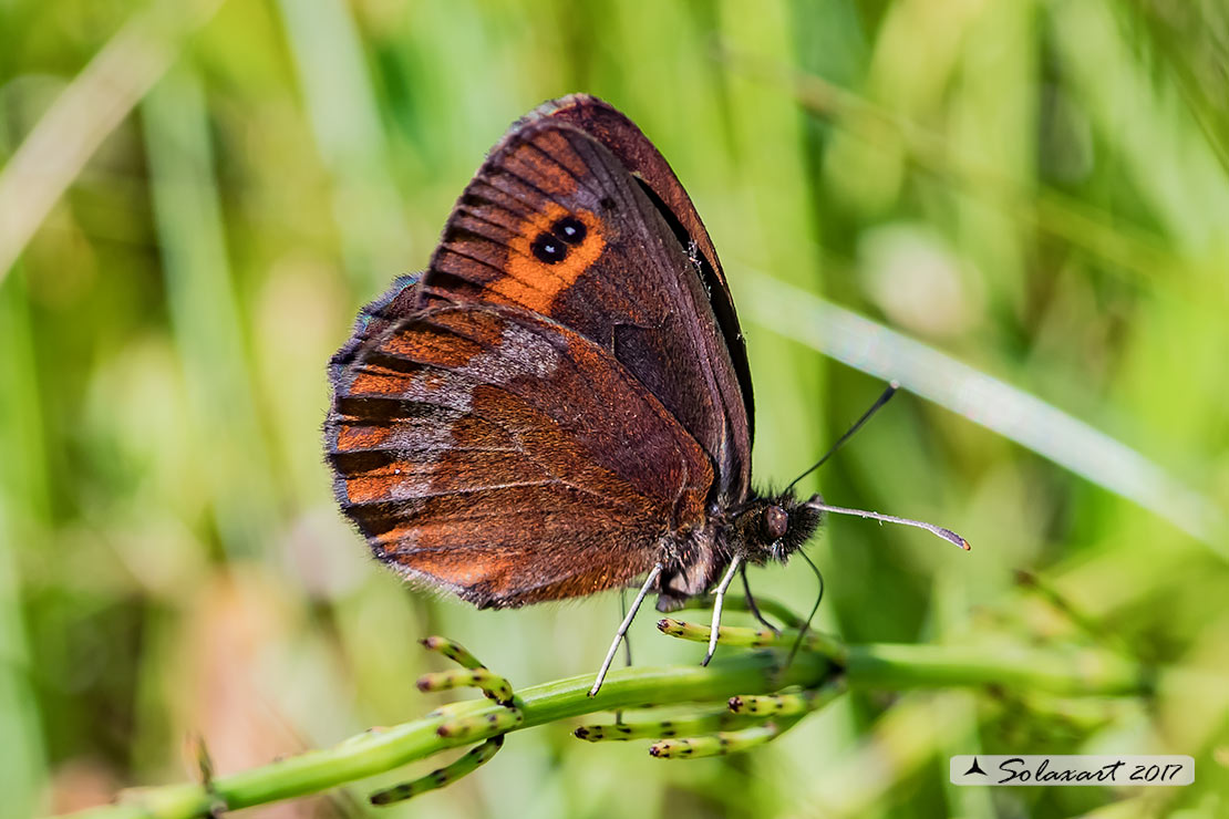 Erebia aethiops: Scotch argus