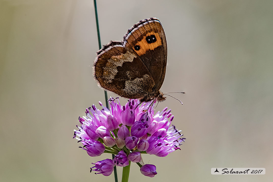 Erebia aethiops; Scotch argus