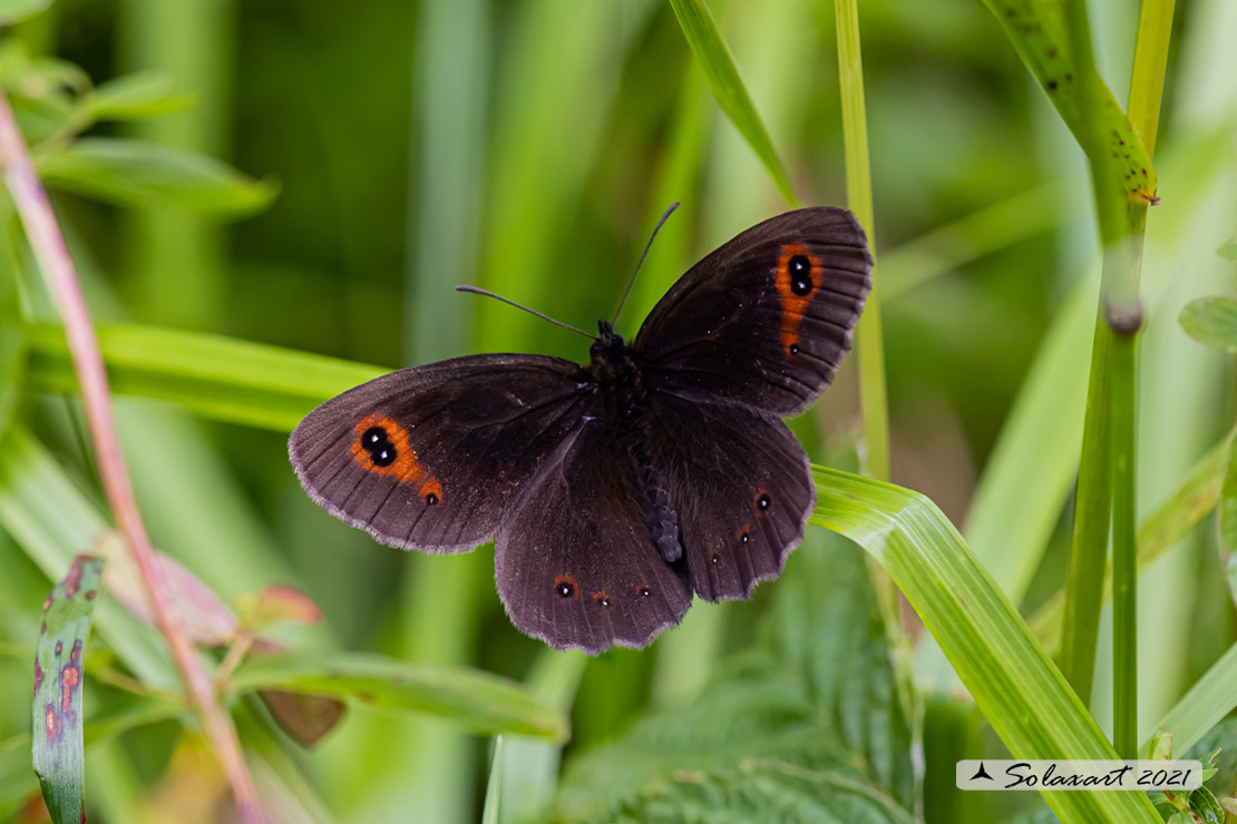 Erebia aethiops: Scotch argus