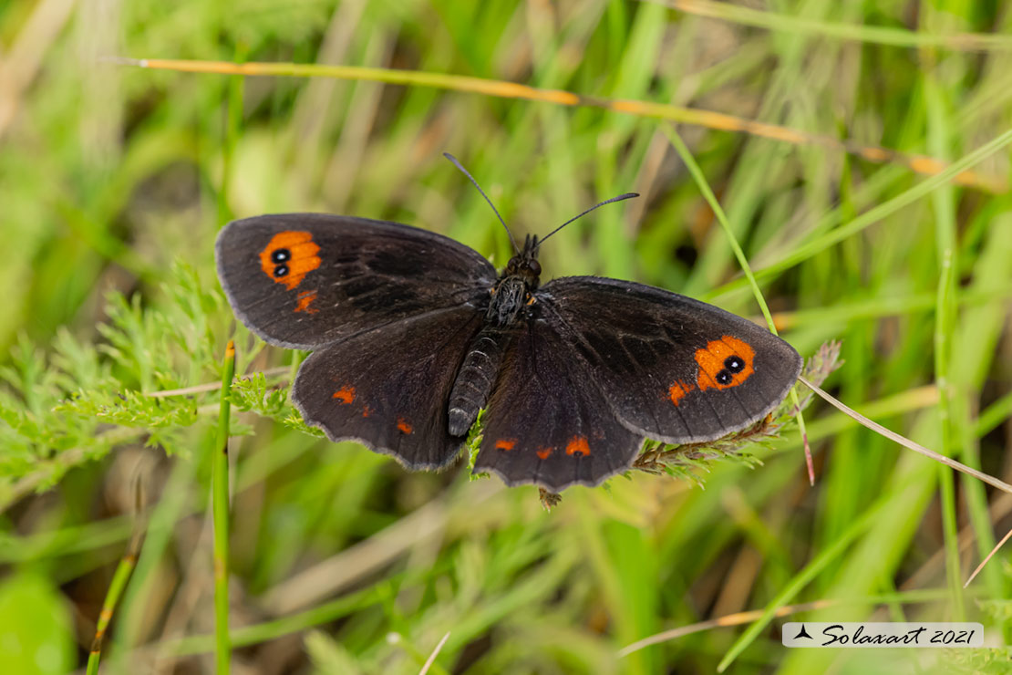 Erebia aethiops: Scotch argus