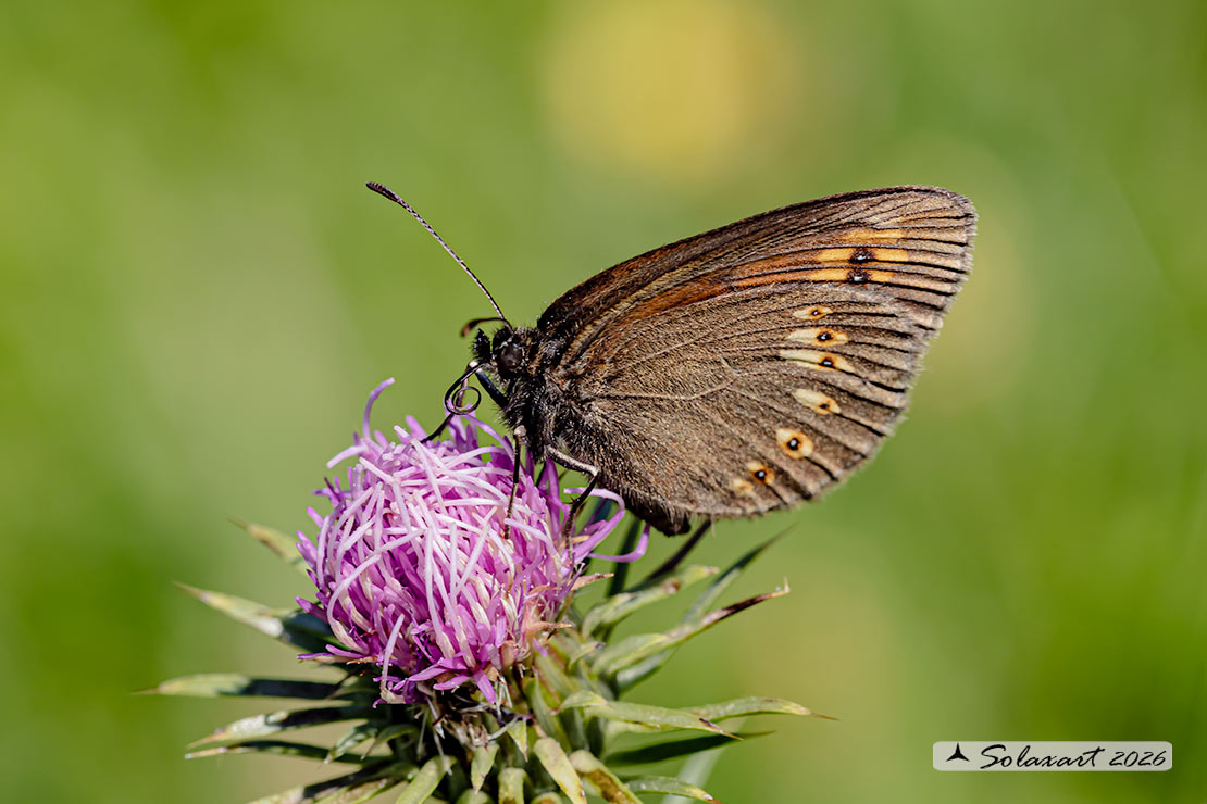 Erebia alberganus - Almond ringlet