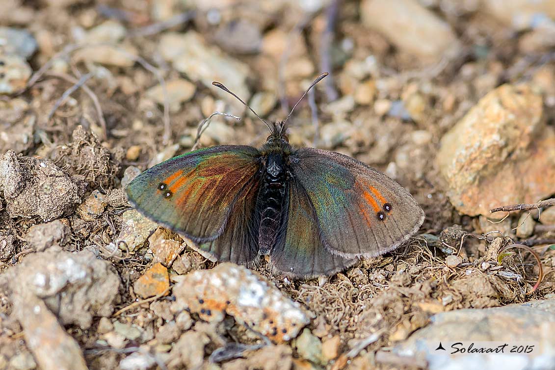 Erebia cassioides:   Common brassy ringlet  (male)