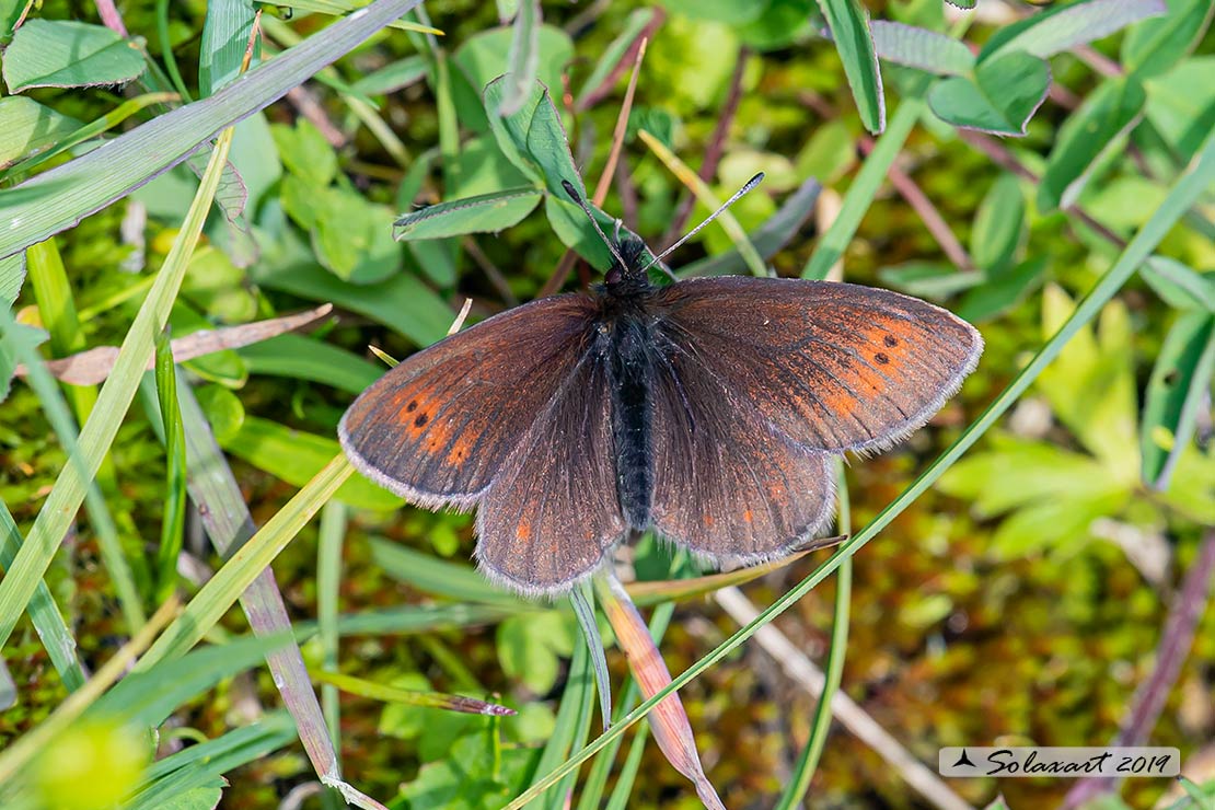 Erebia epiphron :  Mountain ringlet