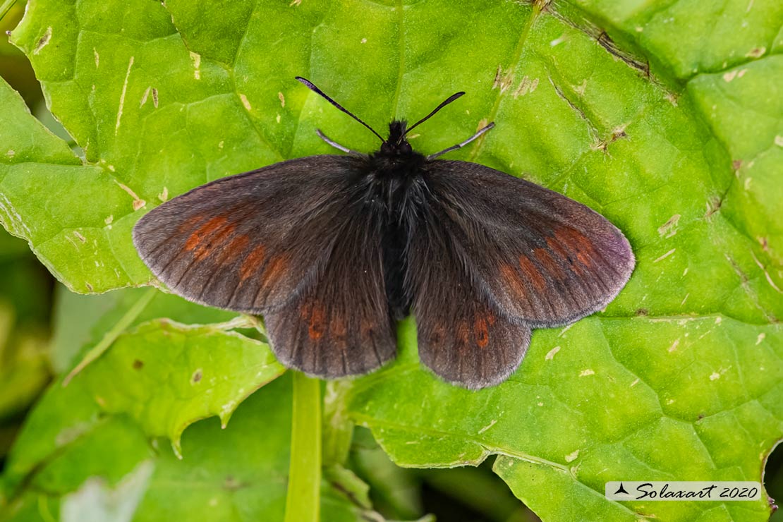 Erebia epiphron: Mountain ringlet