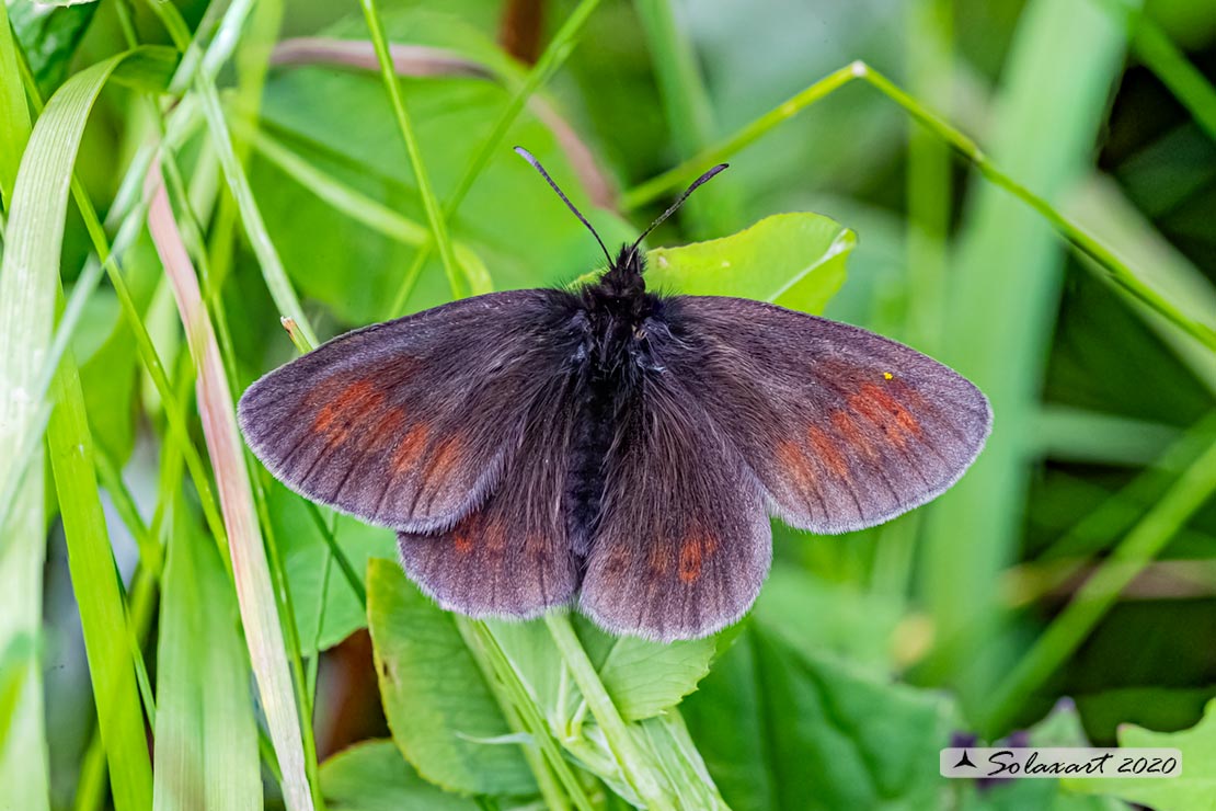 Erebia epiphron: Mountain ringlet