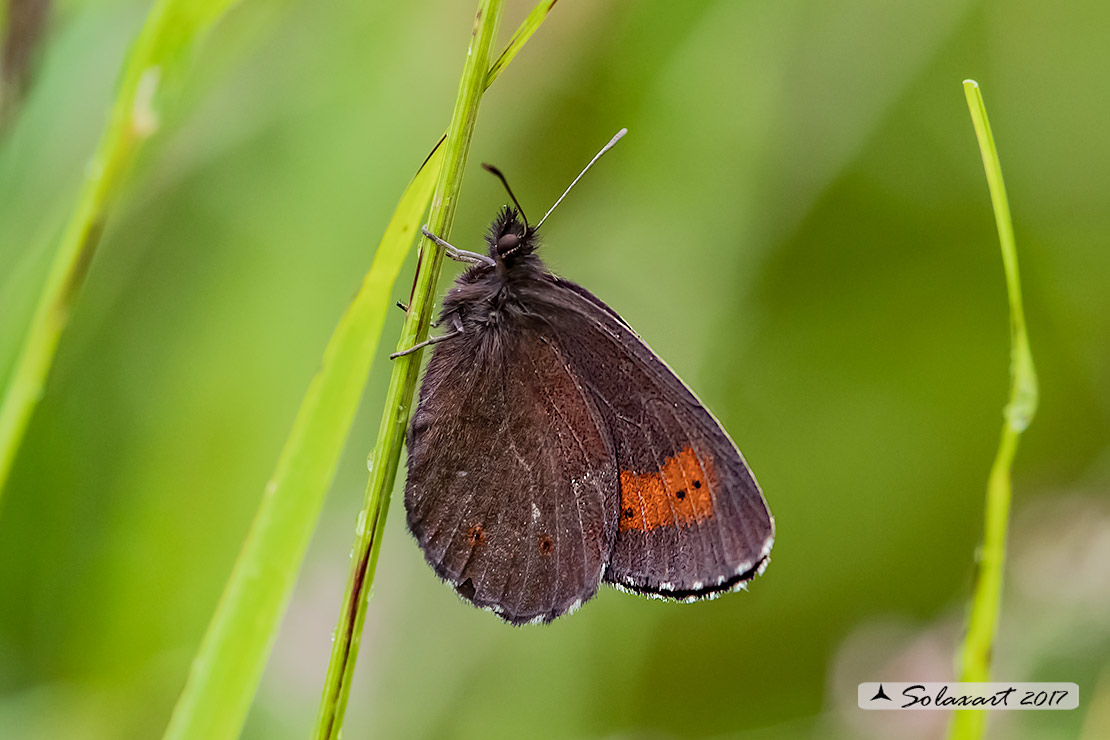 Erebia epiphron :  Mountain ringlet