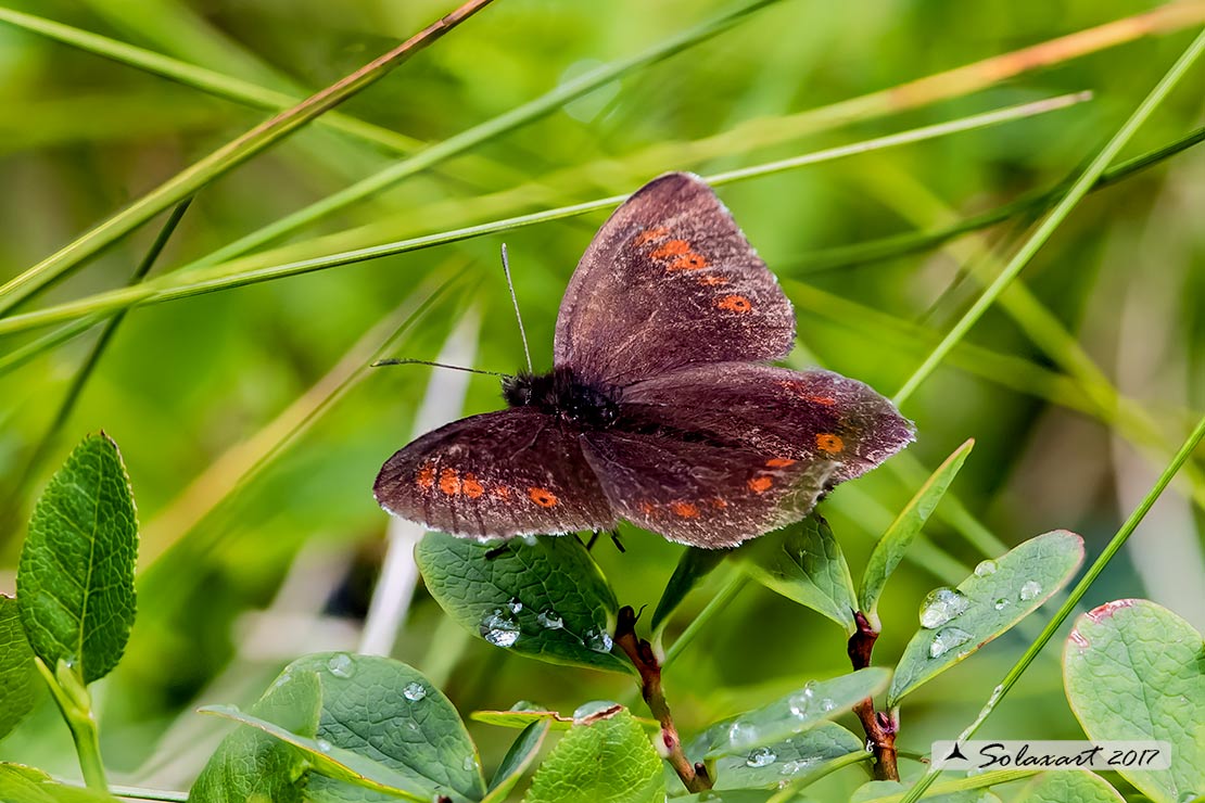 Erebia epiphron :  Mountain ringlet