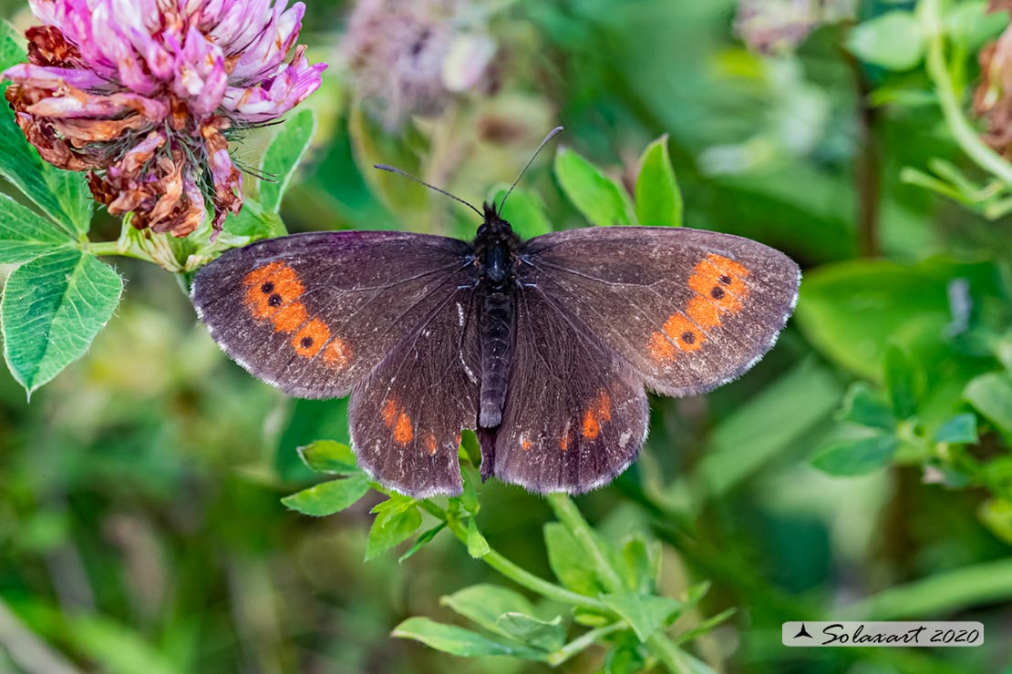 Erebia euryale (maschio); large ringlet   (male)