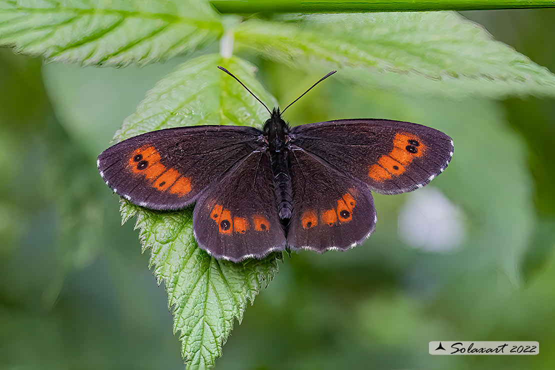 Erebia euryale (maschio); large ringlet   (male)