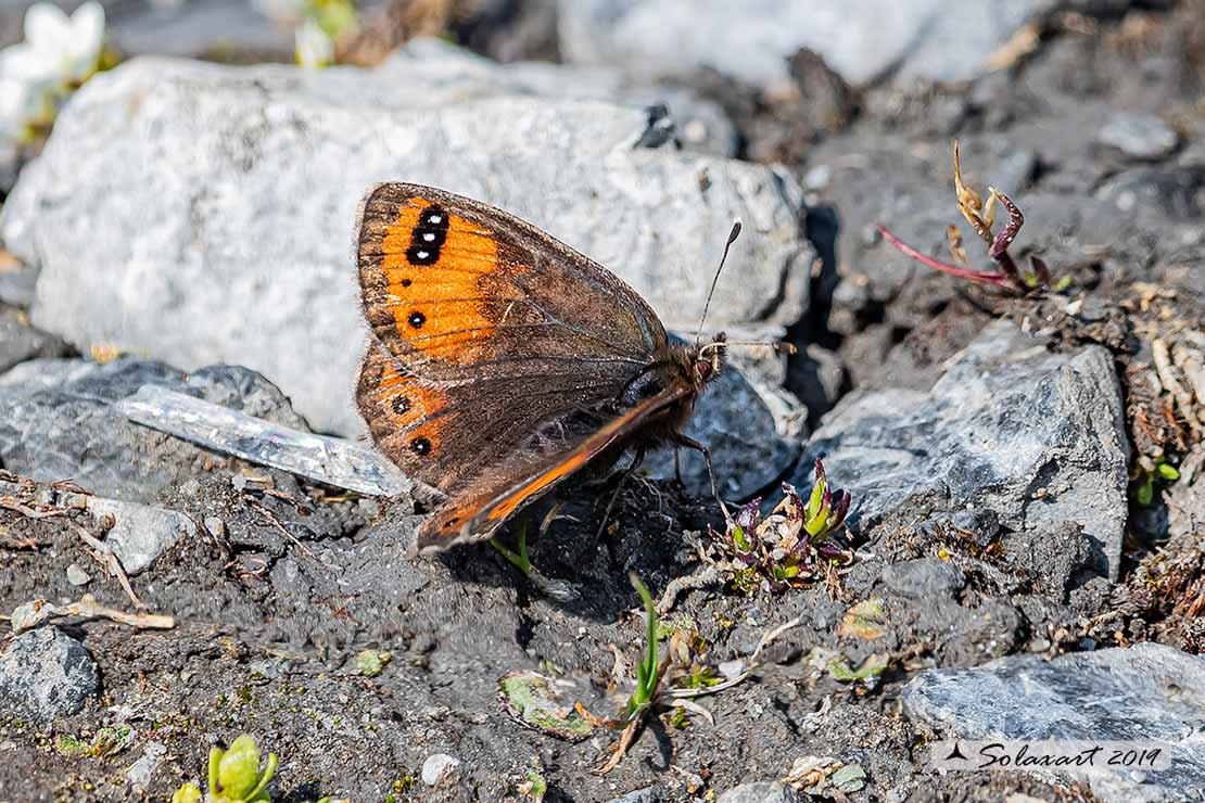 Erebia gorge :  Silky ringlet