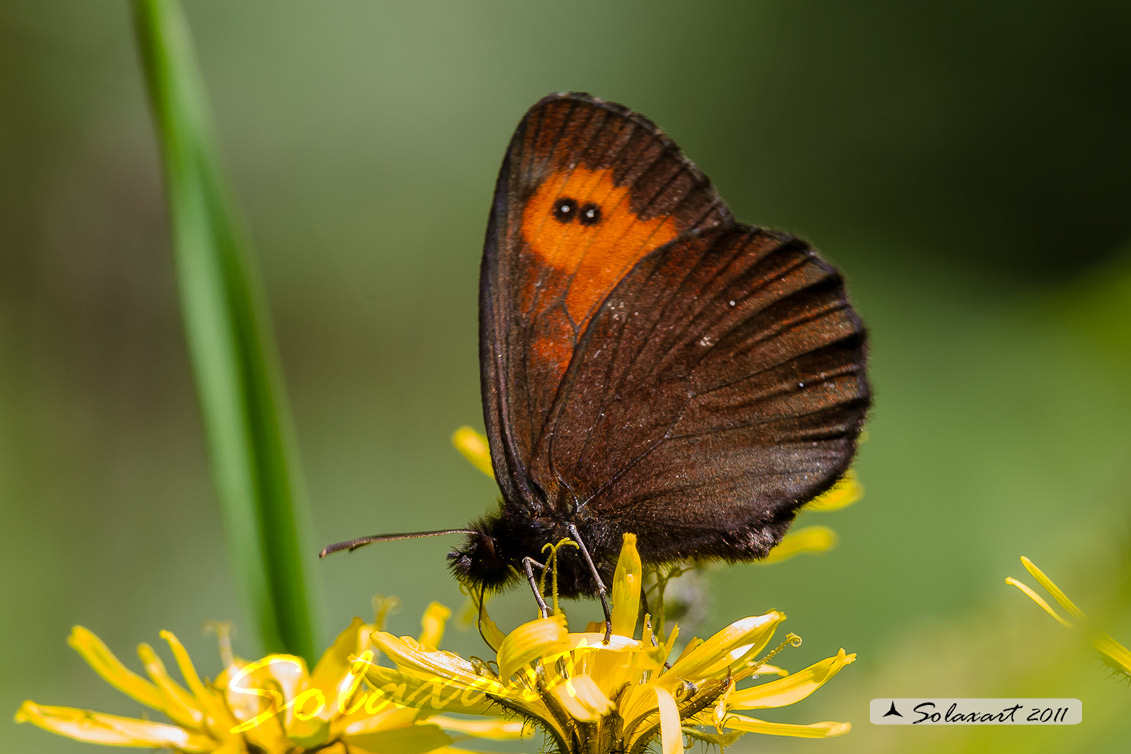 Erebia ligea :  Arran Brown