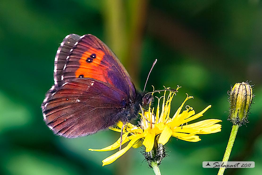 Erebia ligea :  Arran Brown