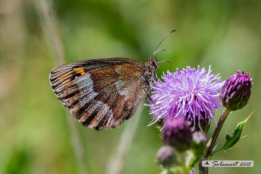 Erebia ligea :  Arran Brown