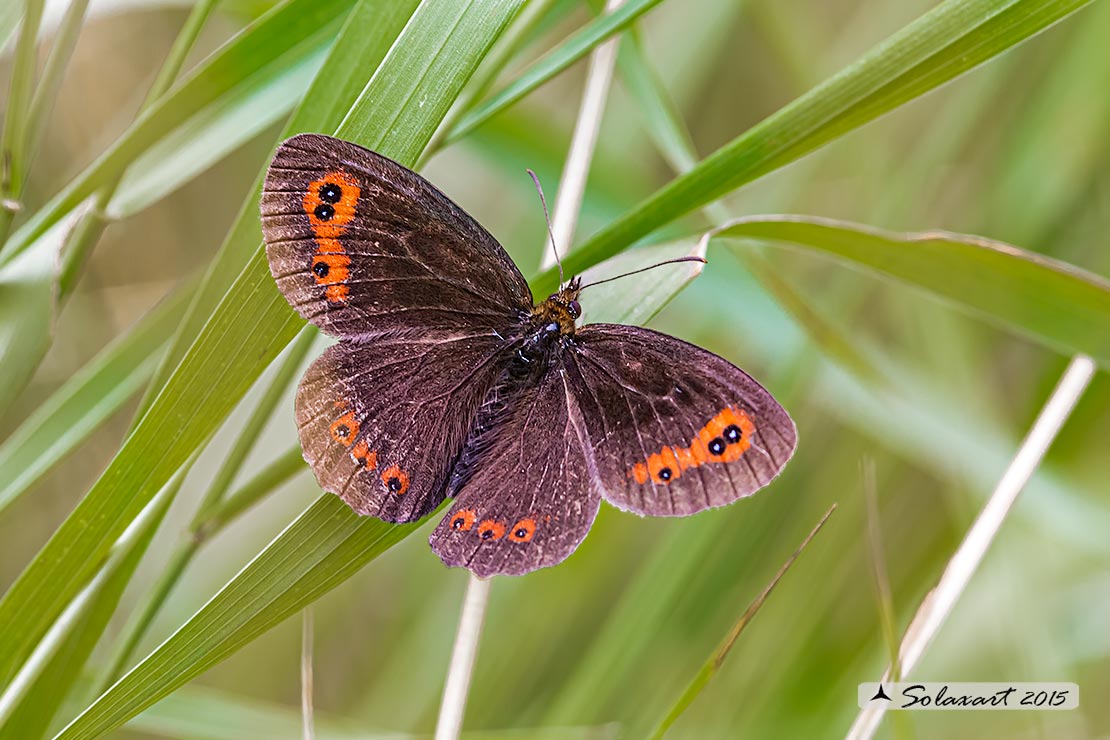 Erebia ligea :  Arran Brown