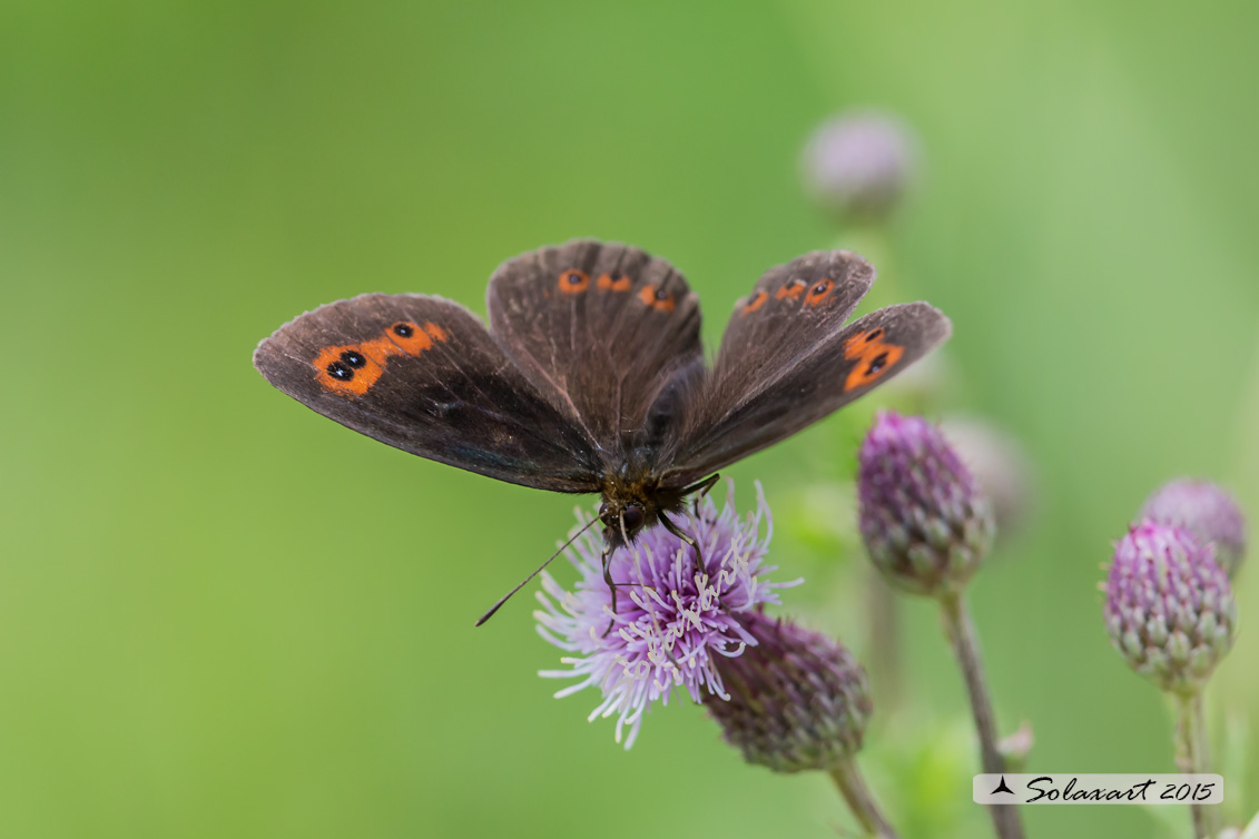 Erebia ligea :  Arran Brown